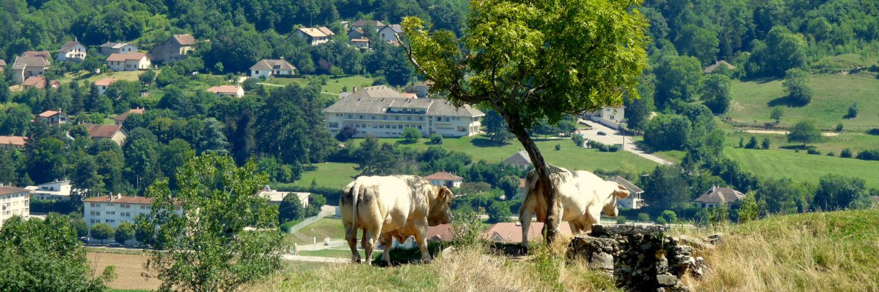 L'élevage bovin très présent sur les VDD